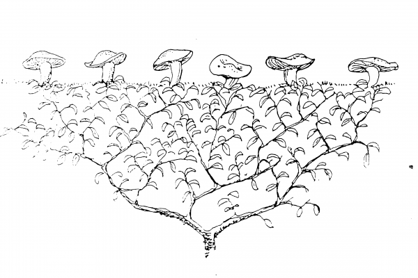 Sociedad Micológica Segoviana, ecología de los hongos